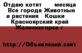 Отдаю котят. 1,5 месяца - Все города Животные и растения » Кошки   . Красноярский край,Железногорск г.